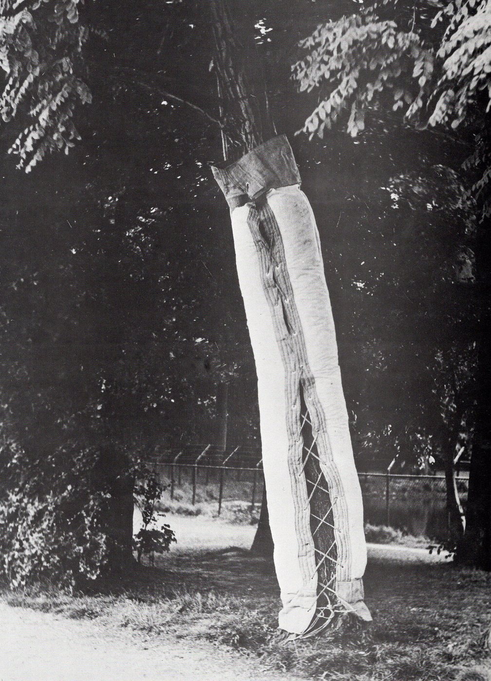 Boom corset, 1970 - a black-and-white photograph of a tall tree trunk bound in pale wrappings and netting, standing among trees in a park.